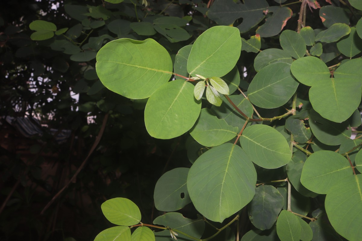 Dendrolobium umbellatum (L.) Benth.